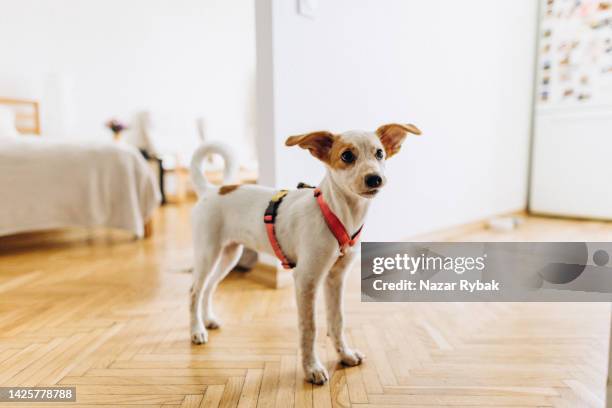 a cute dog in the harness waiting for a walk outside - animal harness stock pictures, royalty-free photos & images