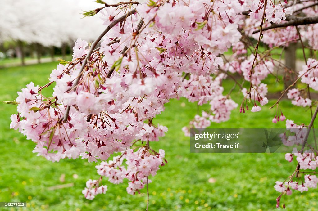 Pink flowers of Japanese cherry tree in spring