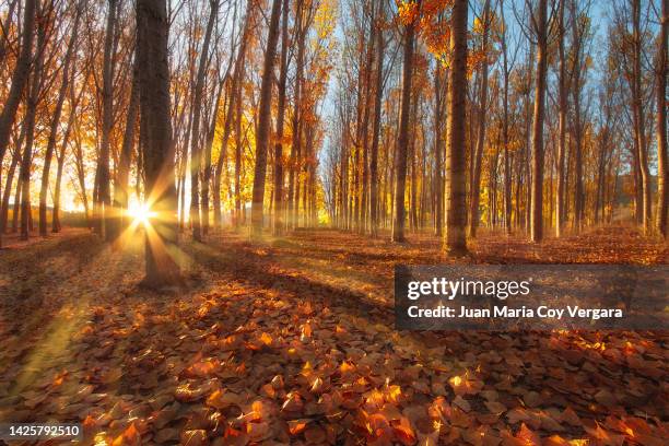 colourful autumn sunrise in a poplar forest (aspen tree, populus) with sun flare, castilla y león, león province - spain, spain - poplar tree stock pictures, royalty-free photos & images