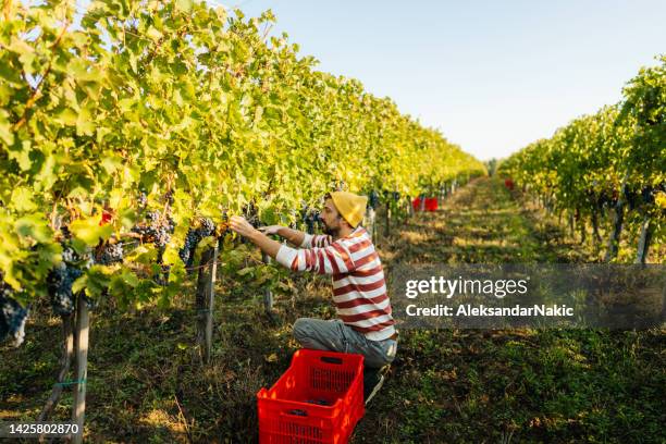 hombre vendiendo uvas de vino en el viñedo - vendimia fotografías e imágenes de stock