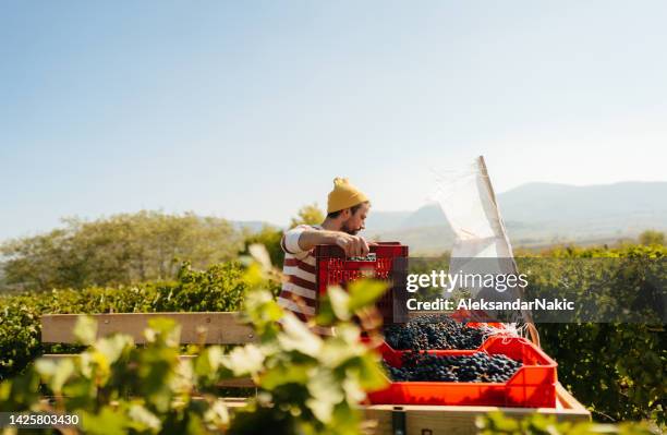 packing up harvested grapes - winery stockfoto's en -beelden