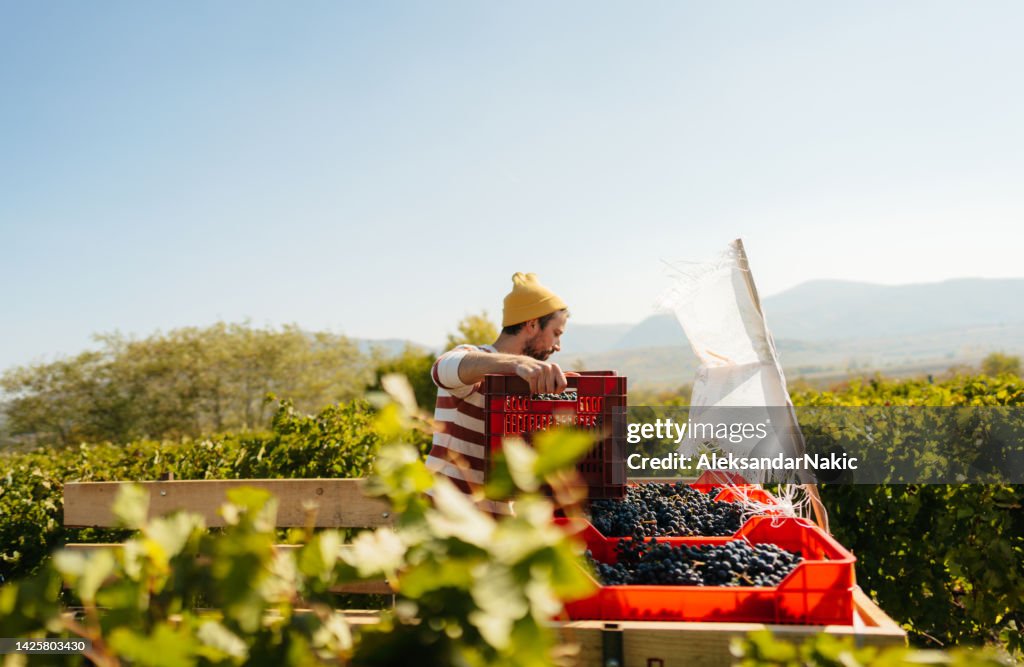 Packing up harvested grapes