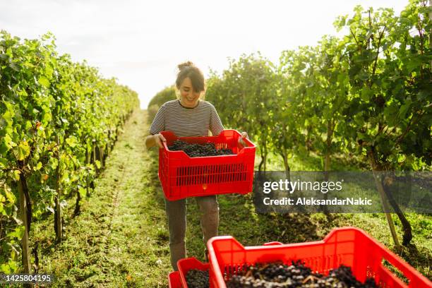 colhendo uvas de vinho - taberneiro trabalho agrícola - fotografias e filmes do acervo