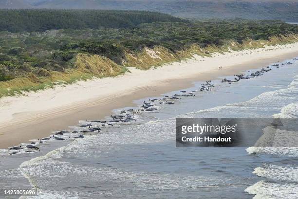 This handout image supplied by NRE Tas shows an aerial view of a mass whale stranding near Macquarie Heads on September 21, 2022 in Strahan,...