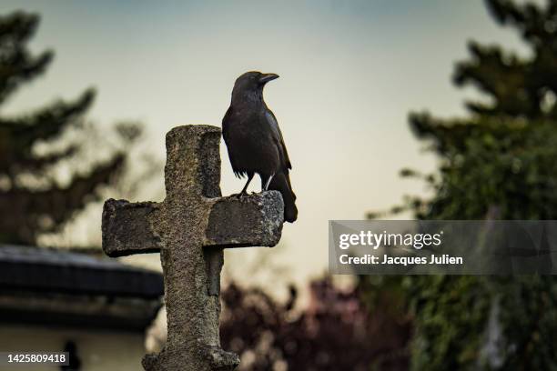 crow on a cross - tomba luogo di sepoltura foto e immagini stock