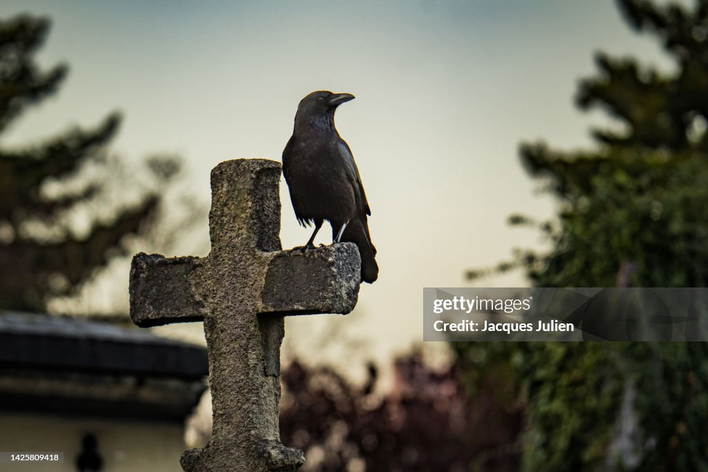 Crow on a cross