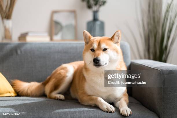 beautiful shiba inu dog taking a rest on living room sofa. - shiba inu fotografías e imágenes de stock