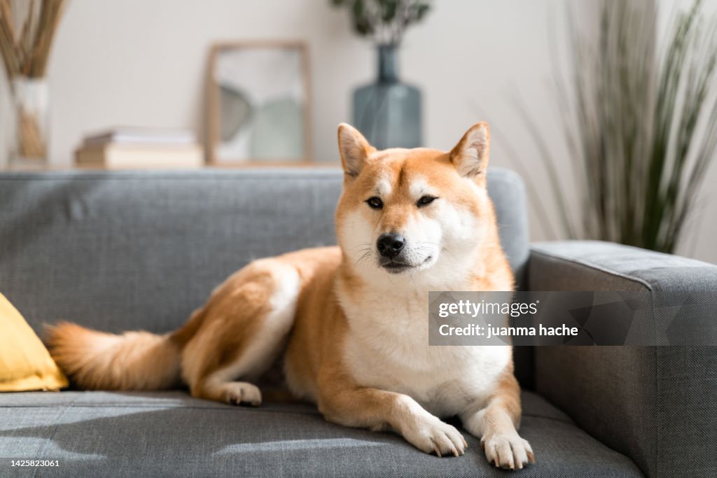 Beautiful shiba inu dog taking a rest on living room sofa.