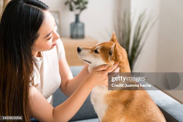 beautiful asian woman petting her dog at home before going to work. - shiba inu adult stock pictures, royalty-free photos & images