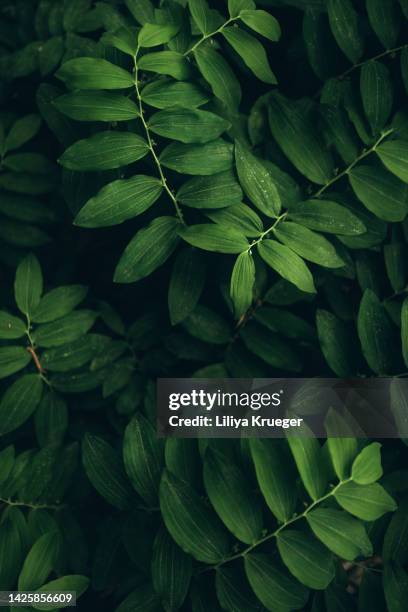 background with green leaves. - motif vague stock pictures, royalty-free photos & images