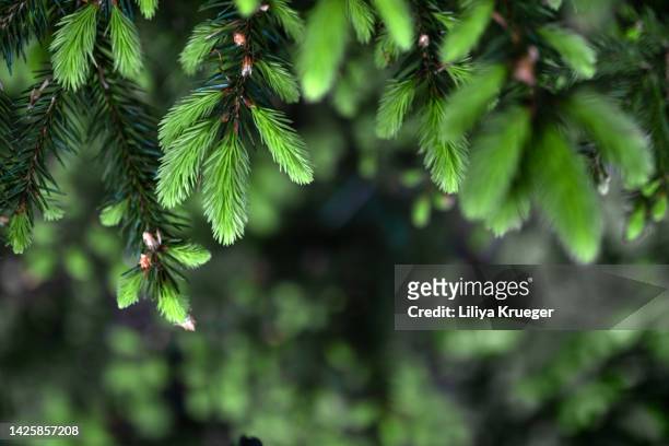 background with branches of young spruce. - red abstract christmas tree stock-fotos und bilder