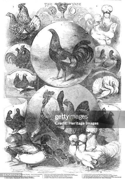 The Birmingham Christmas Poultry Show, 1854. '1. GAME - First prize, Mr. E. France. This bird was pronounced all hands to be perfect. 2. Silver...