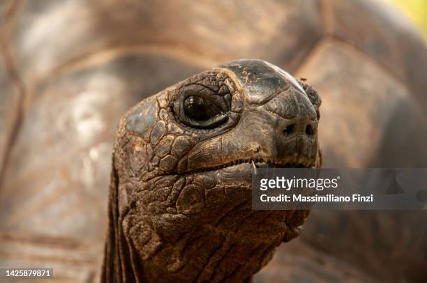 seychelles giant tortoise (aldabrachelys gigantea hololissa). desroches island, seychelles - seychellen stock-fotos und bilder