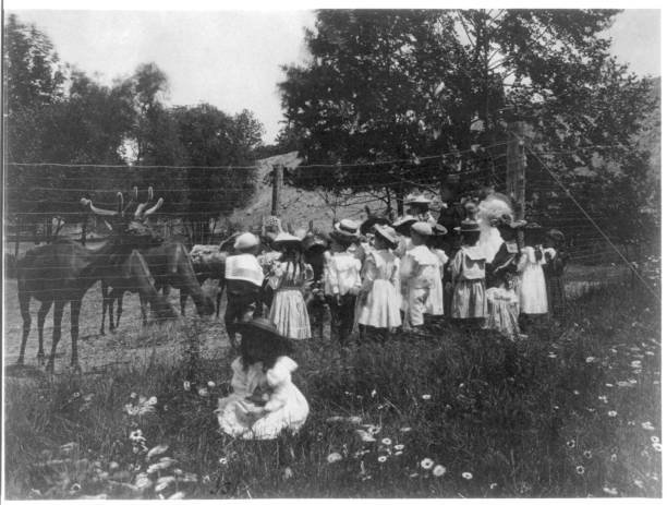 Washington, D.C. Public schools - 6th Division class at zoo watching reindeer, . Artist Frances Benjamin Johnston.