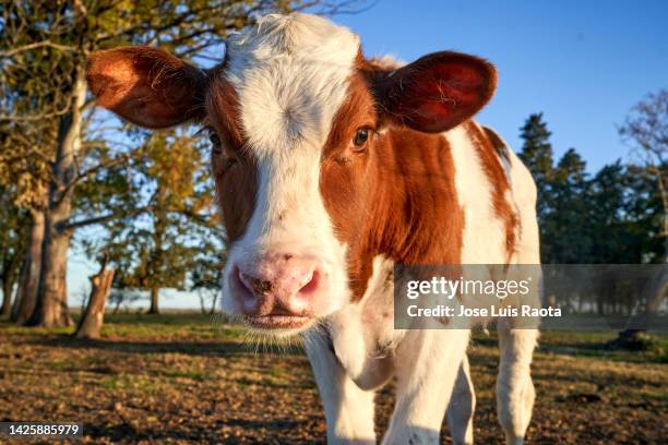 calf portrait of curious cows - cute cow stock pictures, royalty-free photos & images