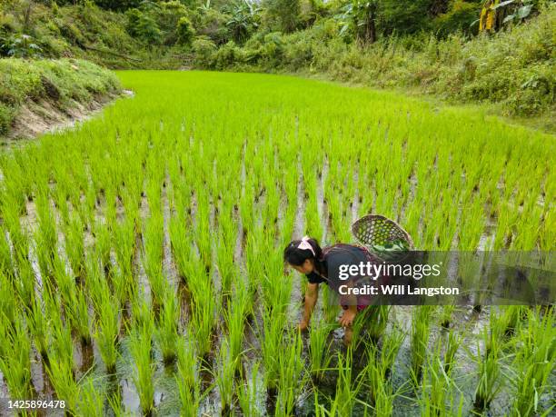 hmong hilltribe donna agricoltura biologica nel campo di riso chiang mai thailandia - chiang rai foto e immagini stock