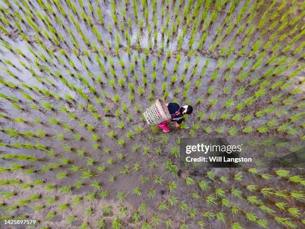 hmong hilltribe woman organic farming in rice field chiang mai thailand - chiang rai province stock pictures, royalty-free photos & images