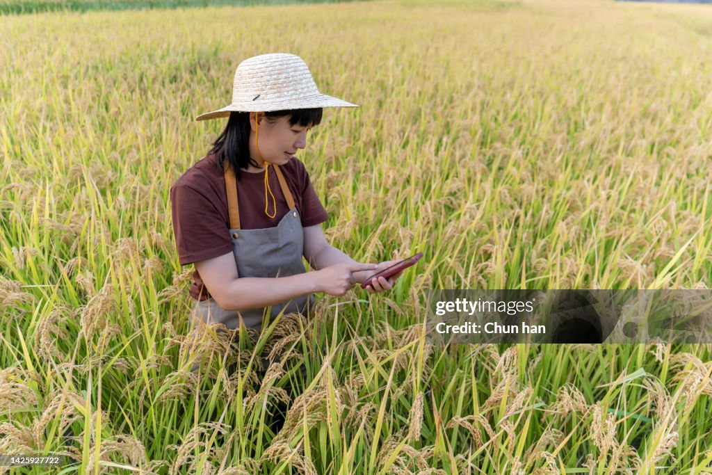 Une agricultrice prenait des photos de riz avec son téléphone portable dans la rizière