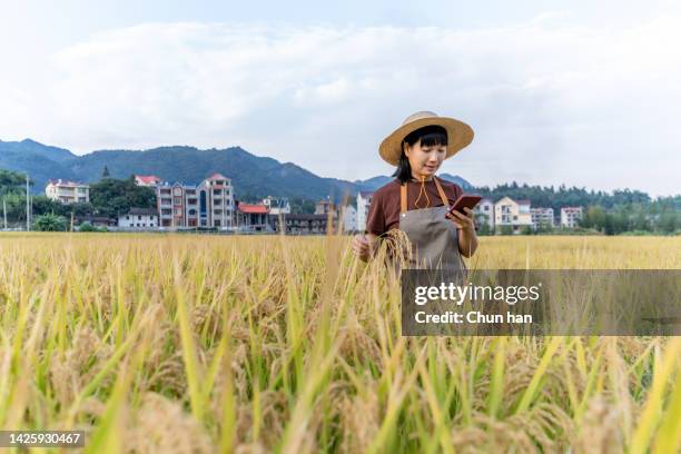 a woman science and technology worker used her mobile phone to check rice data in a ripe rice field - climate solutions stock pictures, royalty-free photos & images