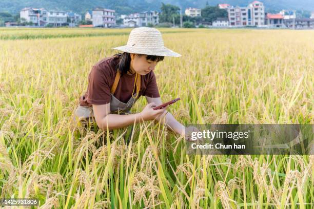 a woman farmer was taking pictures of rice with her mobile phone in the rice field - seed stock pictures, royalty-free photos & images