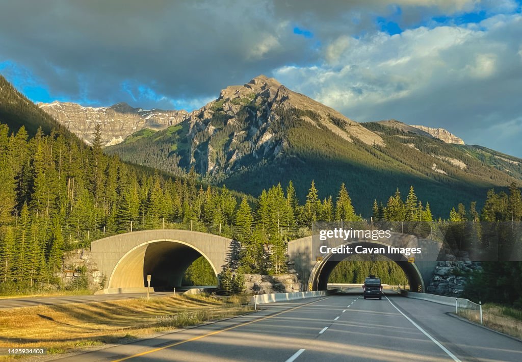 カナダのバンフ国立公園を通る高速道路の動物橋。