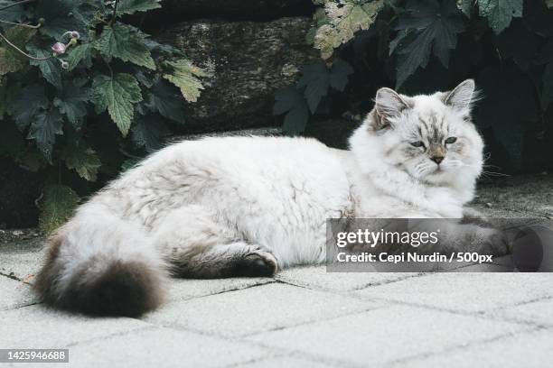 portrait of cat lying on footpath - siberian cat stockfoto's en -beelden