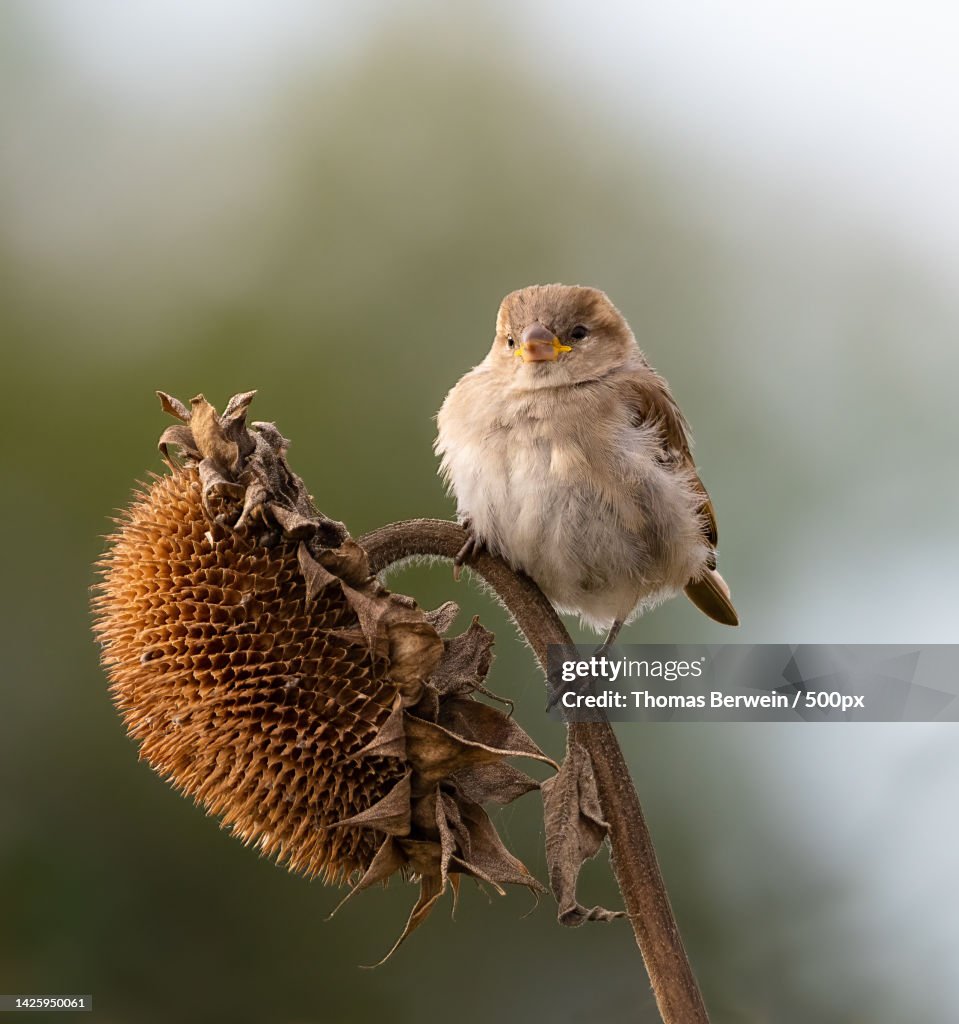 Close-up of songfinch perching on plant,Austria