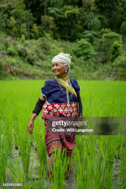 hmong hilltribe vecchia donna nel campo di riso biologico chiang mai, thailandia - chiang rai foto e immagini stock