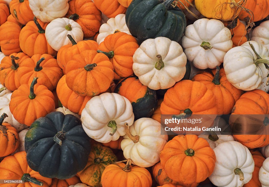 Assortment of mini pumpkins