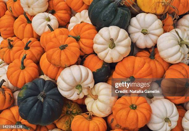assortment of mini  pumpkins - miniature pumpkin stock pictures, royalty-free photos & images