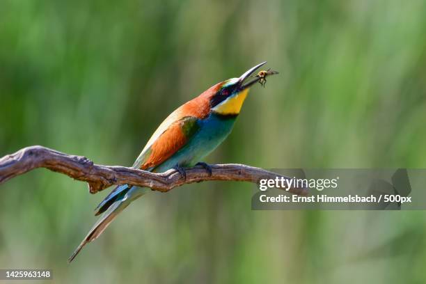 close-up of bee perching on branch,germany - bee eater stock pictures, royalty-free photos & images