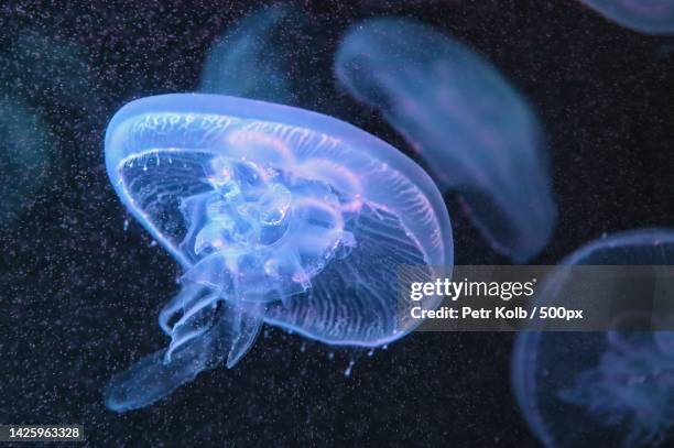 close-up of jellyfish swimming in sea - medusa común fotografías e imágenes de stock