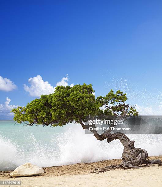 divi divi tree, eagle beach, aruba, caribbean - leeward dutch antilles photos et images de collection