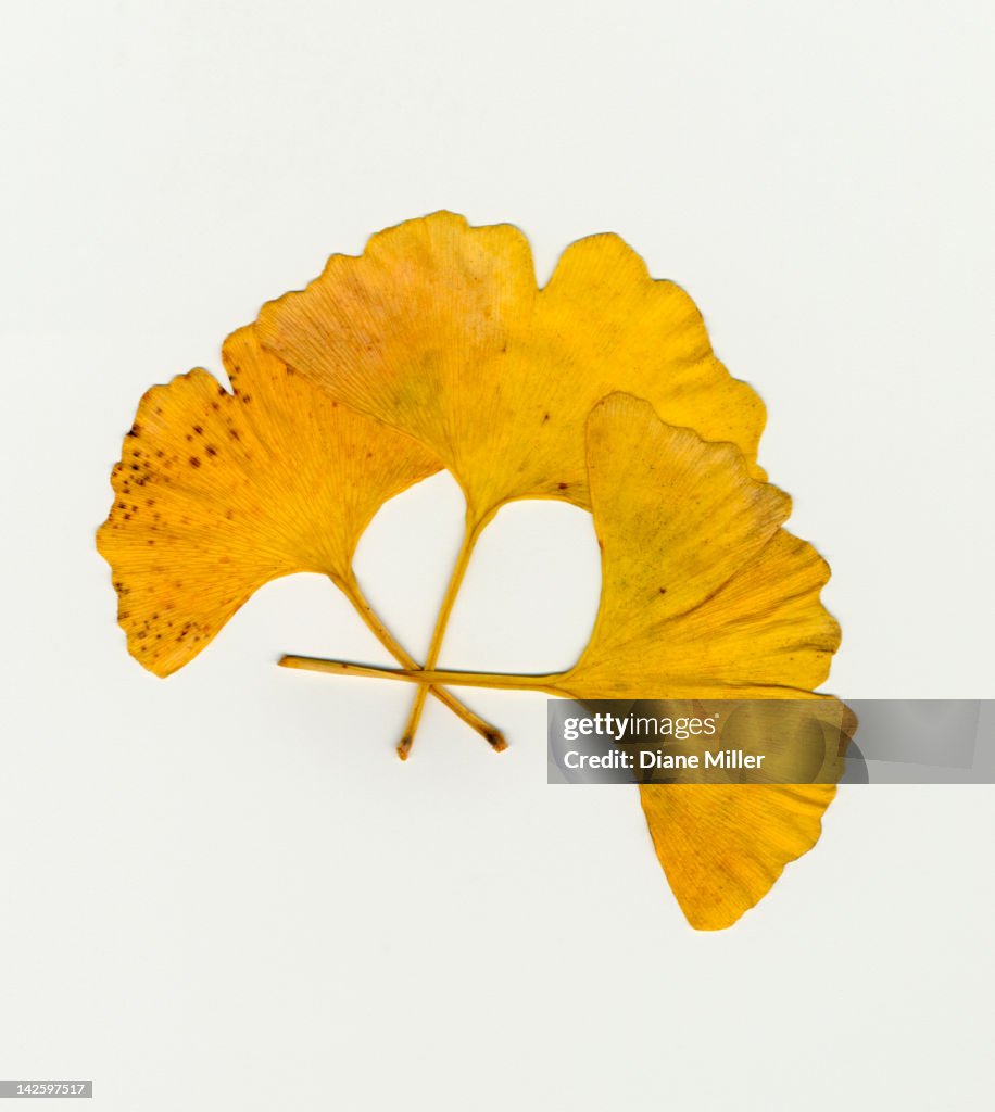 Ginkgo leaves