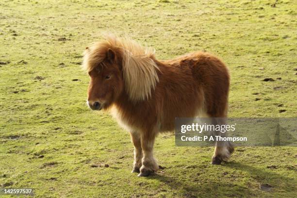 shetland pony stood in a field, scotland - shetland pony stock pictures, royalty-free photos & images