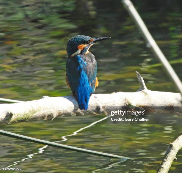 kingfisher [alcedo atthis] - kingfisher river stock pictures, royalty-free photos & images