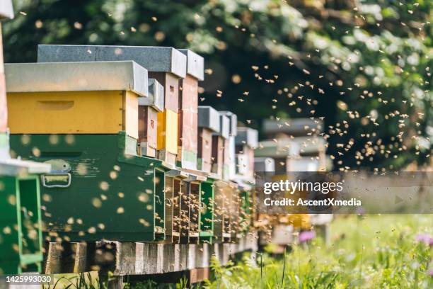 europäische honigbienen (apis mellifera) fliegen um bienenhaus herum - biene stock-fotos und bilder