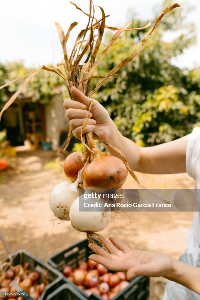 Hand holding a handful of freshly picked onions