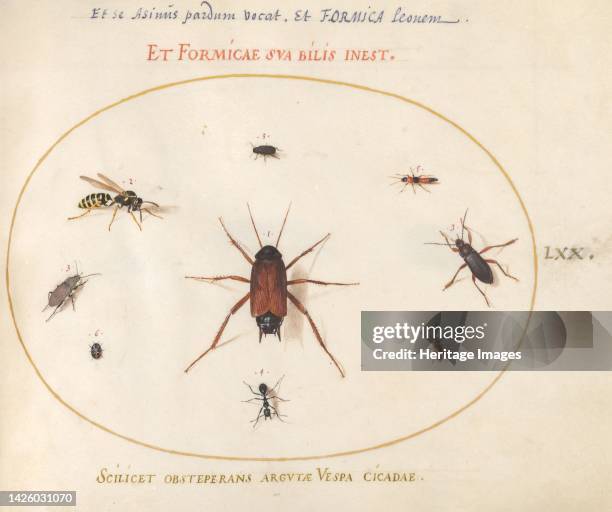 Croncle Insect 308 Cockroach Art Stock Photos, High-Res Pictures, and Images - Getty ...