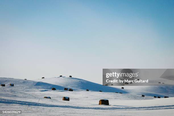 bales of hay in a field during the frigid canadian prairie winter, alberta, canada - alberta farm scene stockfoto's en -beelden