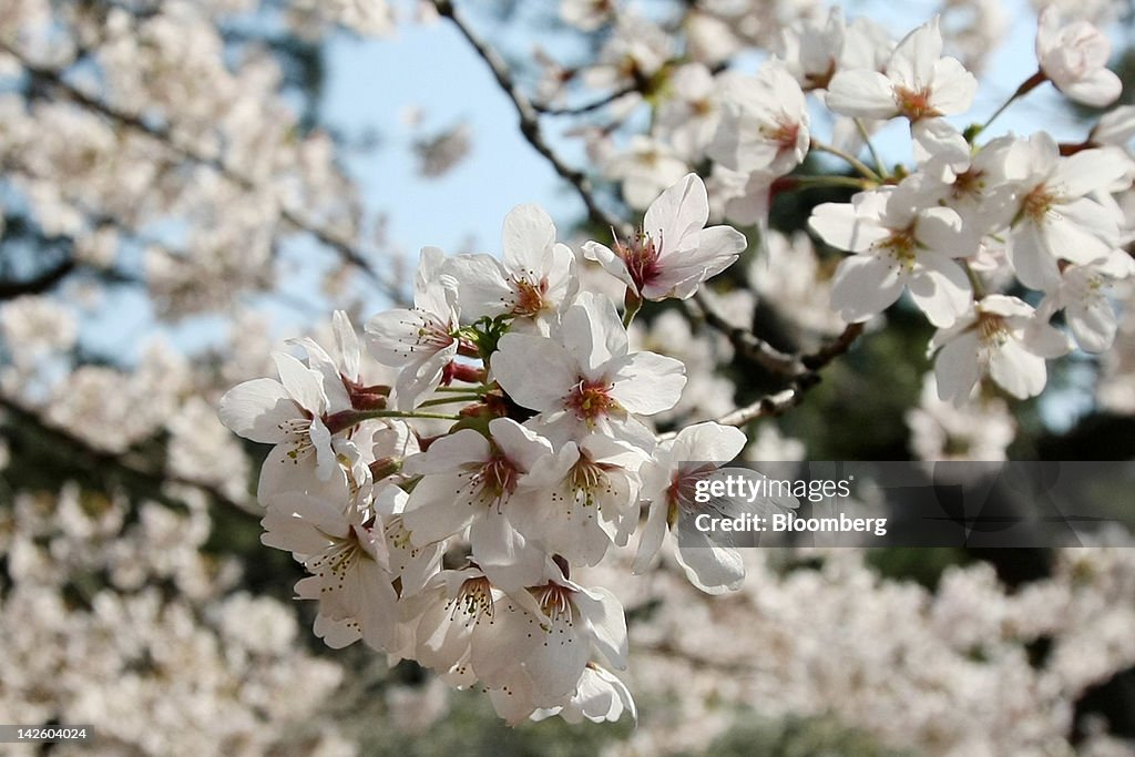 General Imagery Of Cherry Blossom In Bloom