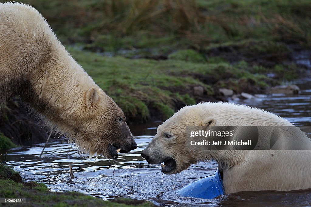 Polar Bear Arktos Introduced At Kingussie Highland Wildlife Park
