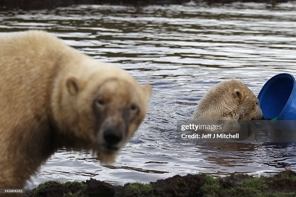 Polar Bear Arktos Introduced At Kingussie Highland Wildlife Park