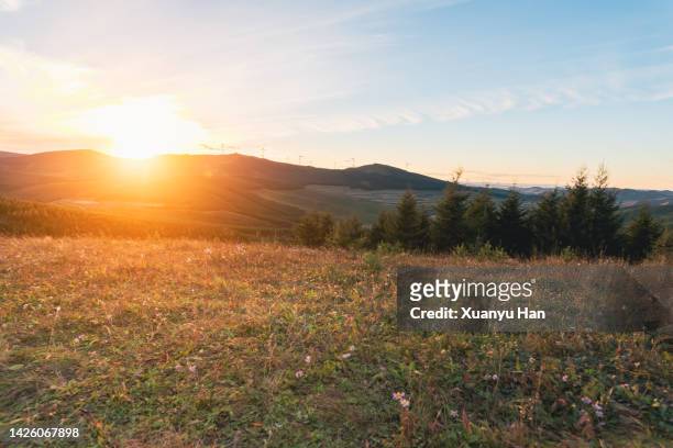 grassland scenery at sunset - adelfilla enana fotografías e imágenes de stock