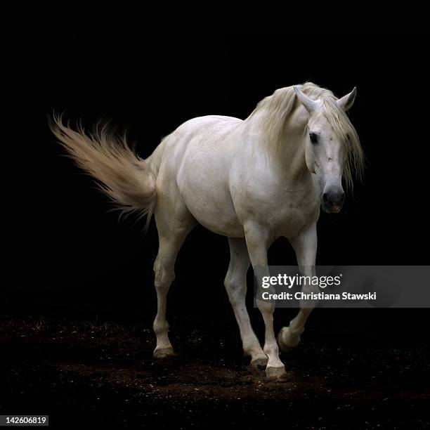 white lusitano horse walking - the white horse stock pictures, royalty-free photos & images