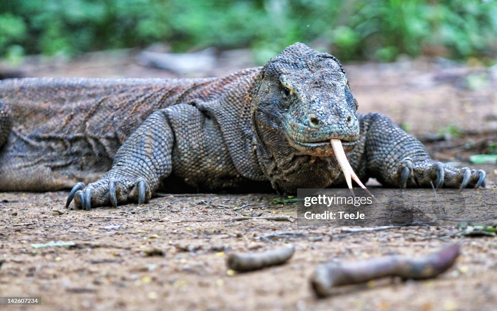 Komodo dragon
