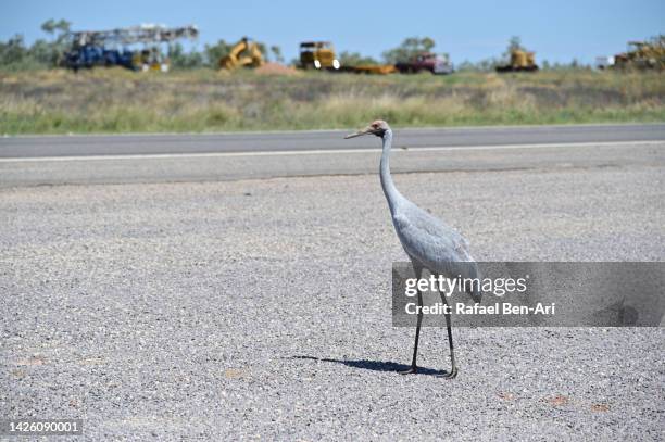 one brolga wetland bird in queensland australia - grus rubicunda stock pictures, royalty-free photos & images