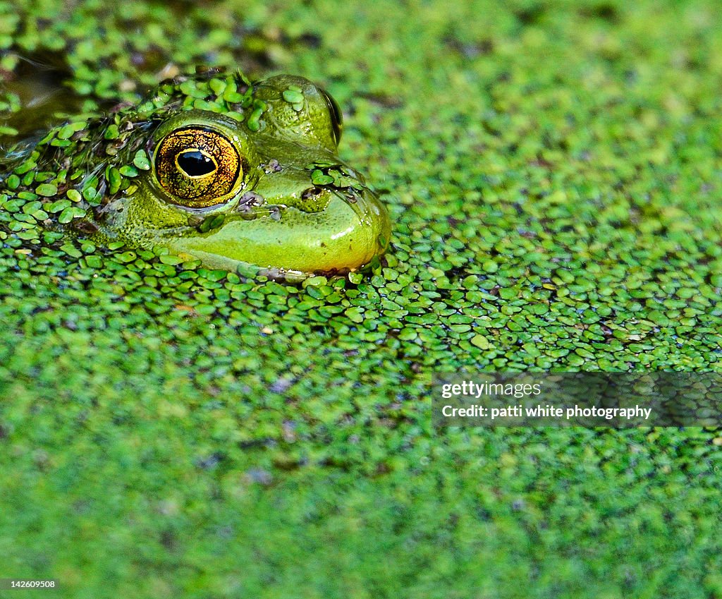 Green bullfrog in pond
