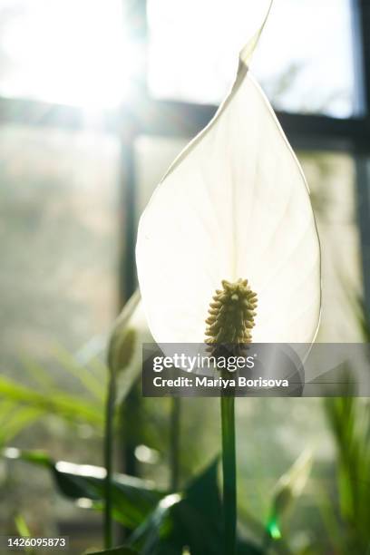 spathiphyllum flower on the background of the window close-up. - peace lily 個照片及圖片檔