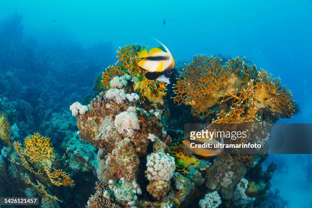 red sea bannerfish fish underwater sea life  coral reef  underwater photo scuba diver point of view - coral coloured stock pictures, royalty-free photos & images